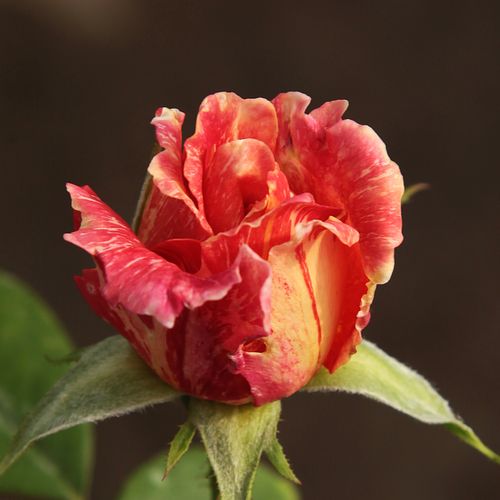 Rosa  Mediterranea™ - růžová - žlutá - Stromkové růže s květmi čajohybridů - stromková růže s rovnými stonky v koruně
